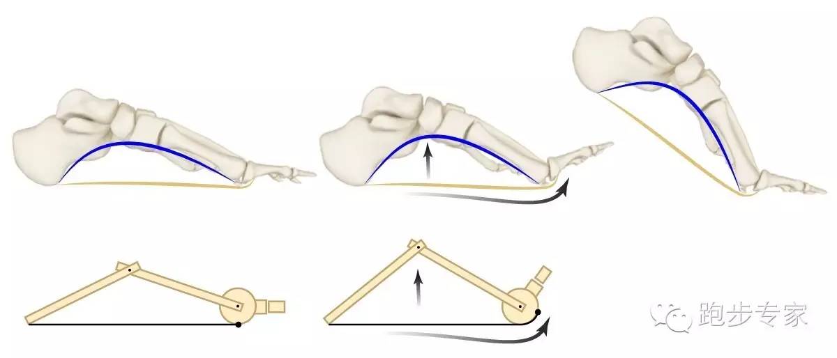 弯曲脚趾让足底筋膜积蓄能量再推动身体上前