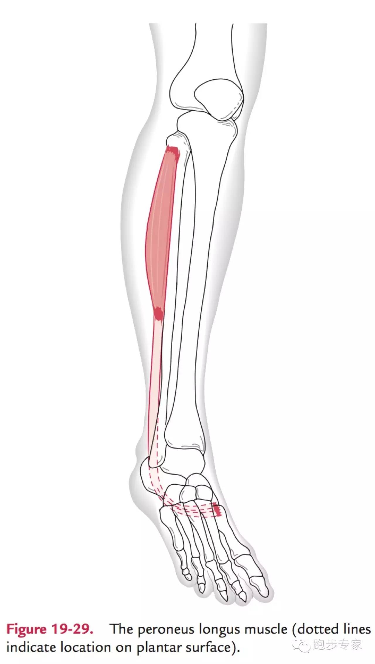 腓长肌直接连到足底