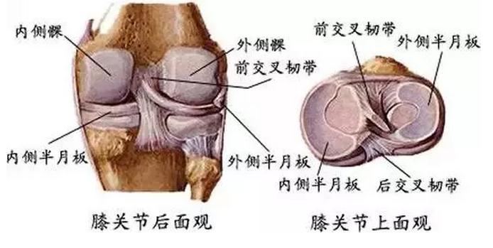 “且行且珍膝”之膝关节半月板损